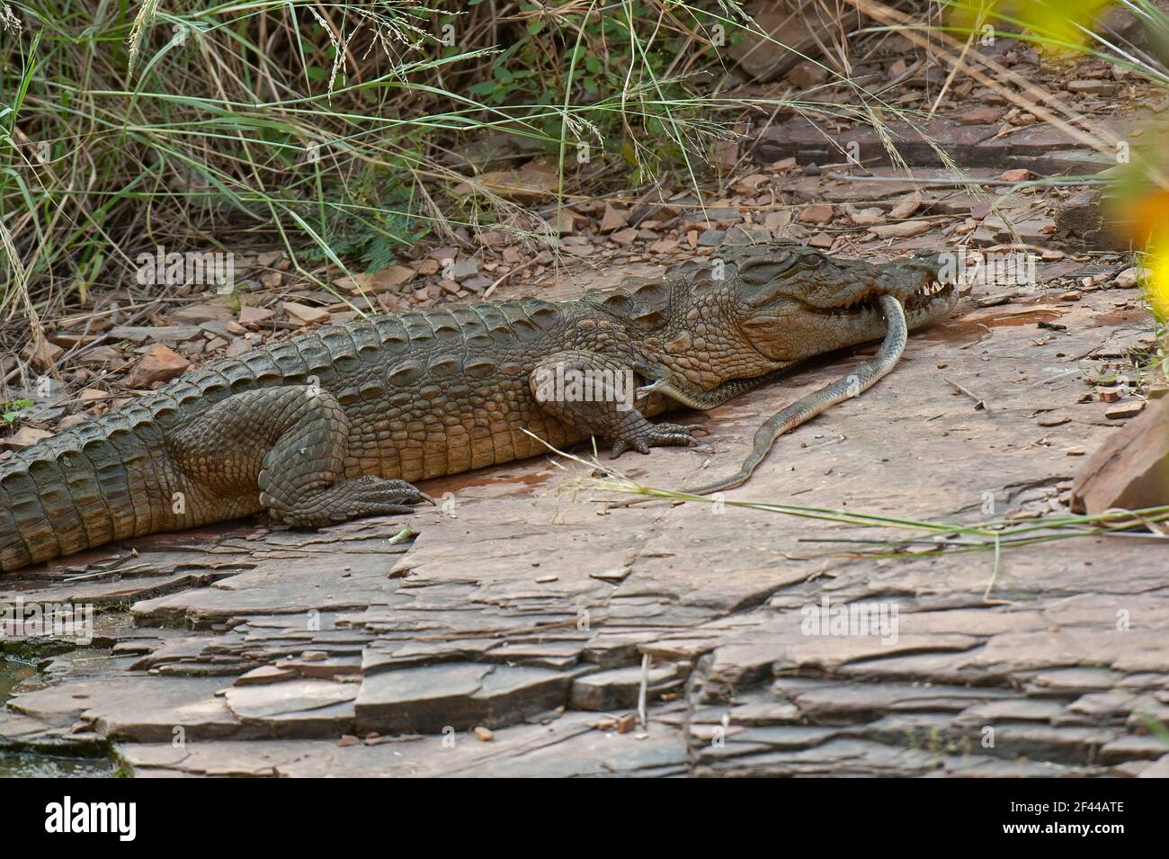 Crocodile du marais indien, manger du serpent à dos de Keelback à carreaux, parc national de Ranthambore, réserve naturelle, Ranthambhore, Sawai Madhopur, Rajasthan, Inde, Asie Banque D'Images