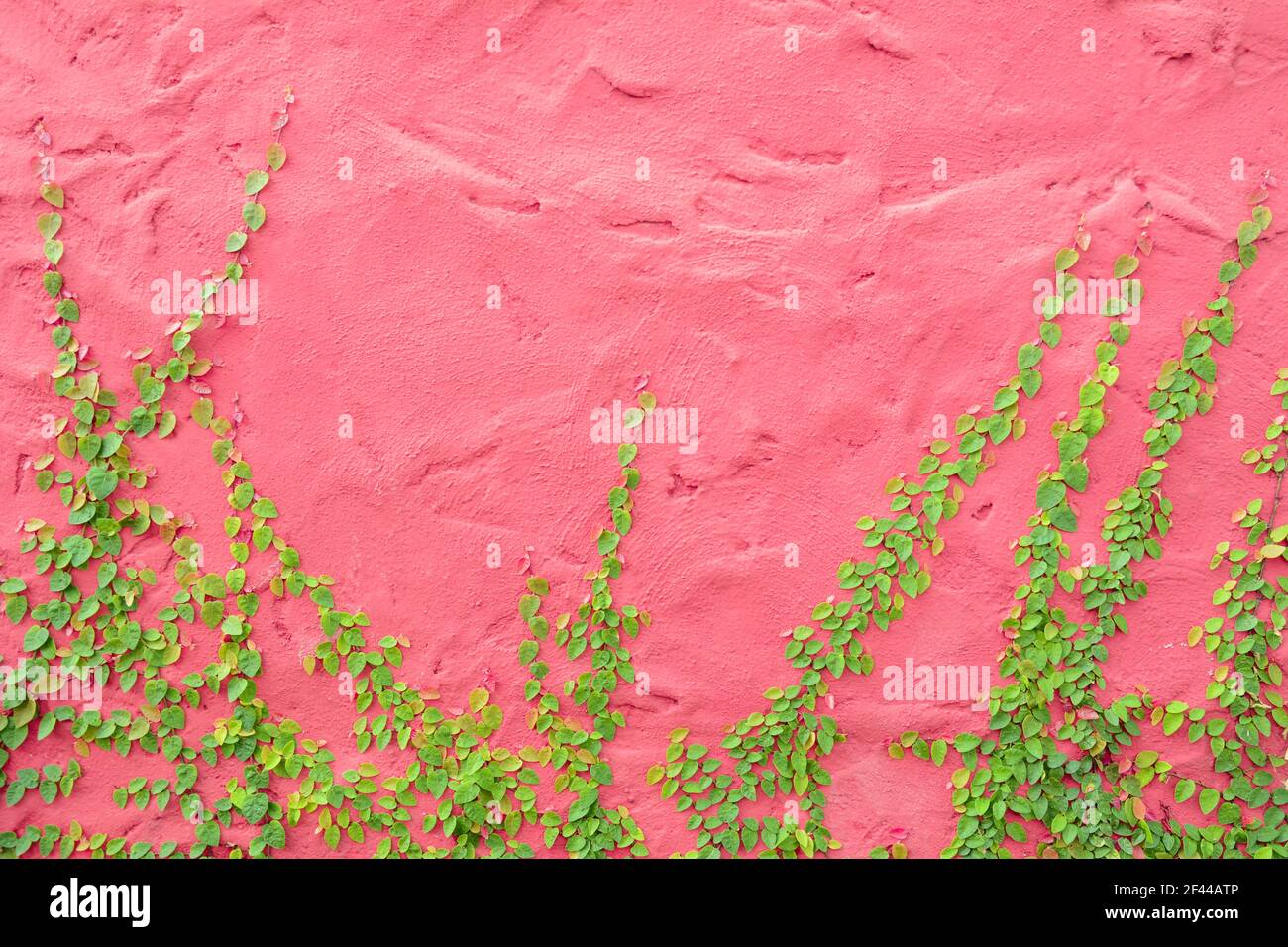 Ivy ou plante grimpante sur un mur en béton rose coloré Banque D'Images