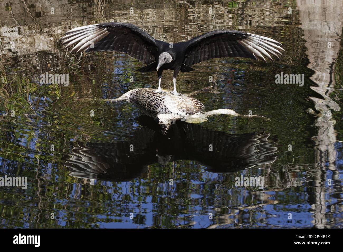 American Black Vulture on Dead Alligator(Coragyps atratus) Everglades National Park, floride, États-Unis BI001759 Banque D'Images