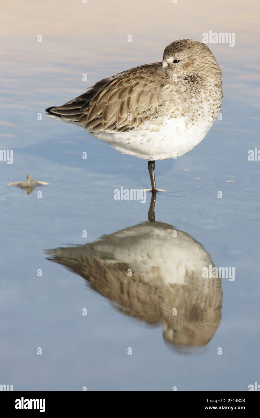 Nœud nourrissant rôtis à marée haute (Calidris canutus) Estero Lagoon, floride, États-Unis BI001913 Banque D'Images