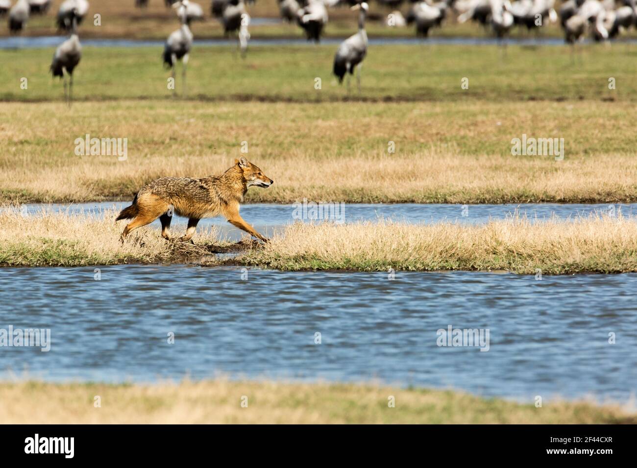 Le Golden Jackal (Canis aureus), également appelé le Asiatic, Oriental ou Common Jackal. Essayant de chasser une grue commune (Grus Grus), photographié dans le H Banque D'Images