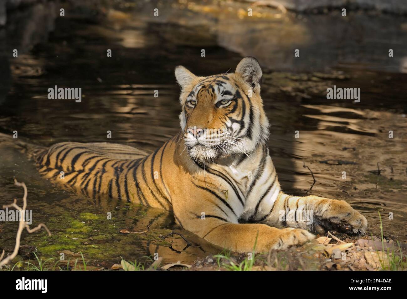 Trou d'eau du tigre du Bengale royal, parc national de Ranthambore, réserve naturelle, Ranthambhore, Sawai Madhopur, Rajasthan, Inde, Asie Banque D'Images