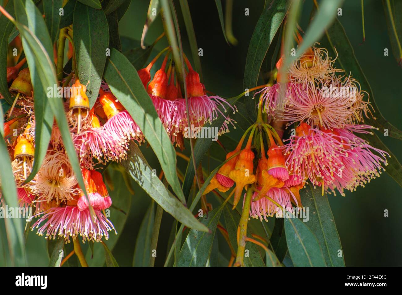 Groupe de fleurs rouges/roses, bourgeons et feuilles gris-vertes d'Eucalyptus torquata, communément appelé gomme de corail ou gomme Coolgardie, est un arbre endémique de W Banque D'Images