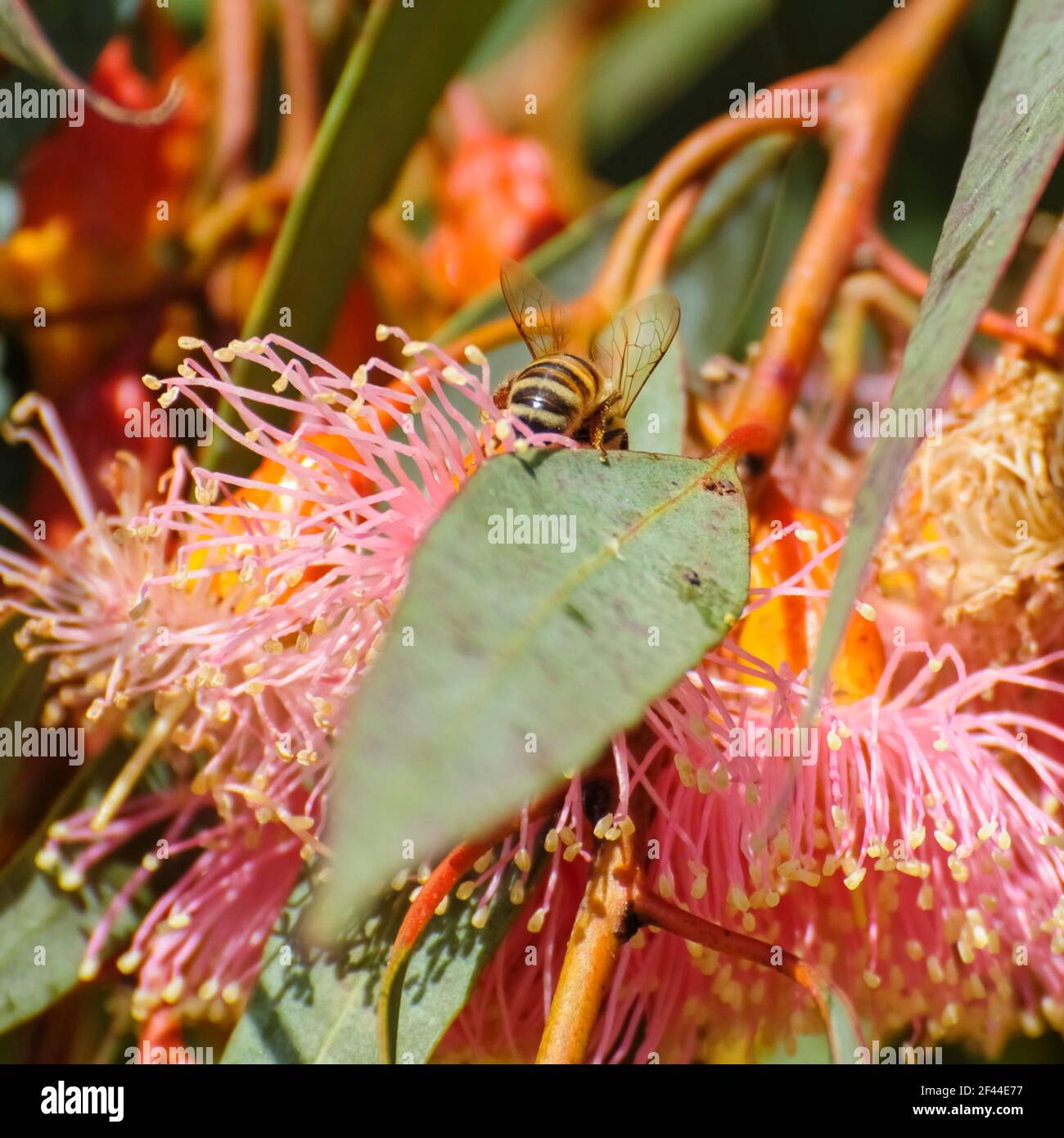 Groupe de fleurs rouges/roses, bourgeons et feuilles gris-vertes d'Eucalyptus torquata, communément appelé gomme de corail ou gomme Coolgardie, est un arbre endémique de W Banque D'Images