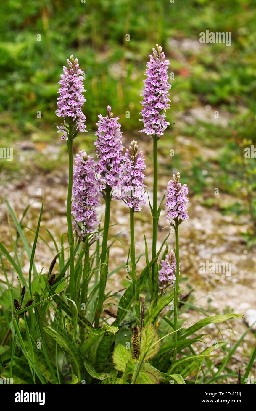 Un groupe de sept orchidées tachetées communes, Dactylorhiza fuchsi, en fleur, Essex, Angleterre. Banque D'Images