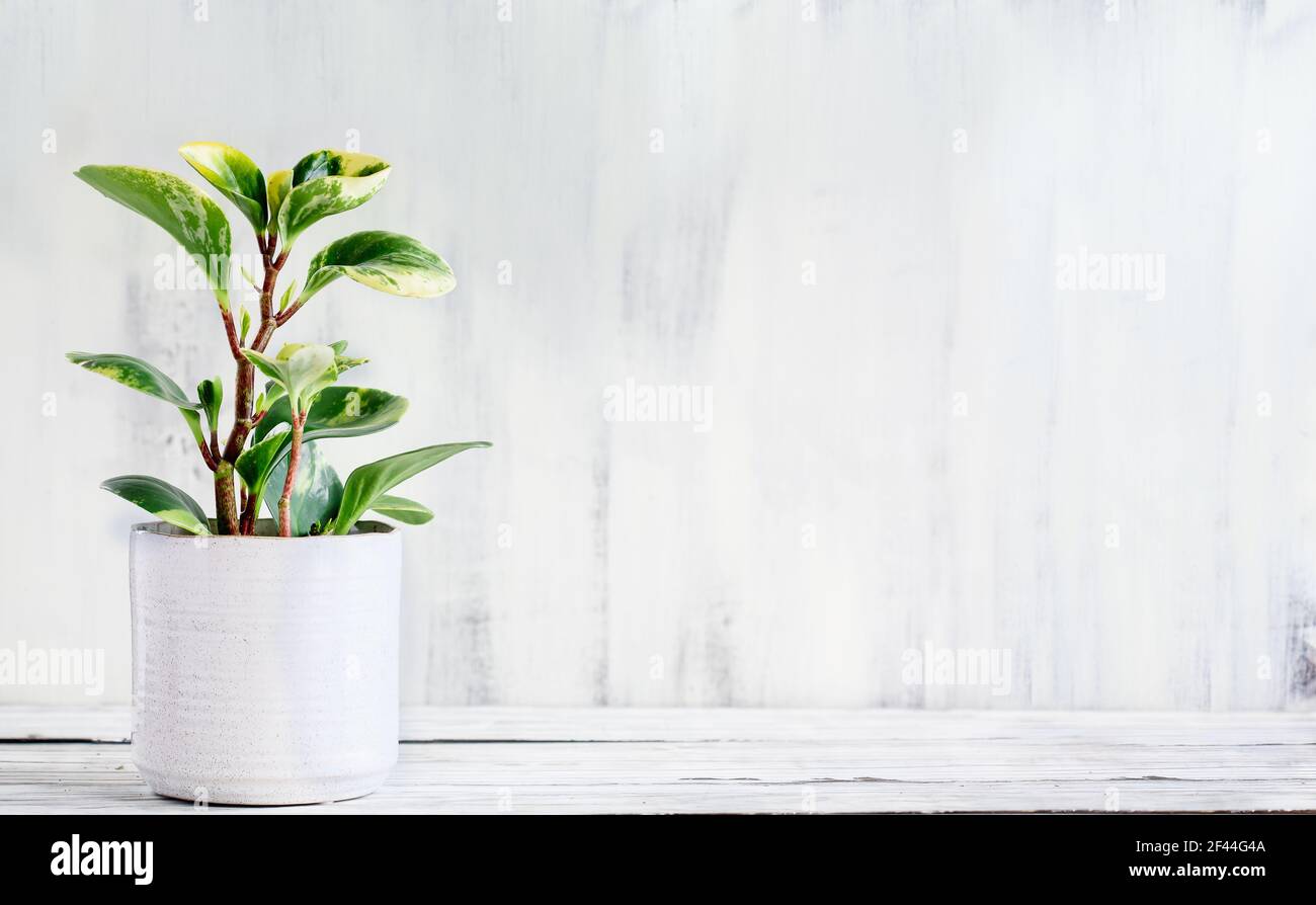 Peperomia obtusifolia Variegata, plante de caoutchouc pour bébé ou de radiateur sur une table en bois rustique avec espace libre pour le texte. Banque D'Images