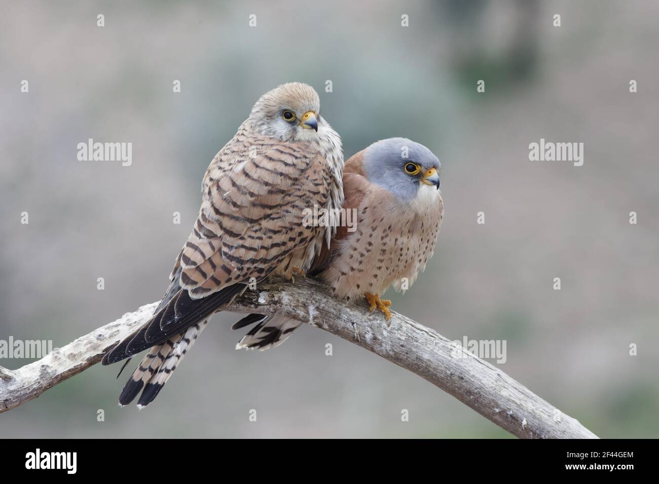 Petit Kestrel(Falco naumanni) paire Extremadura, Espagne BI002706 Banque D'Images