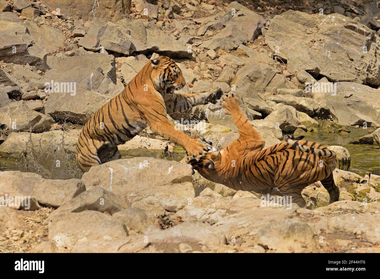 Deux tigres du Bengale royal jouant, parc national de Ranthambore, réserve naturelle, Ranthambhore, Sawai Madhopur, Rajasthan, Inde, Asie Banque D'Images