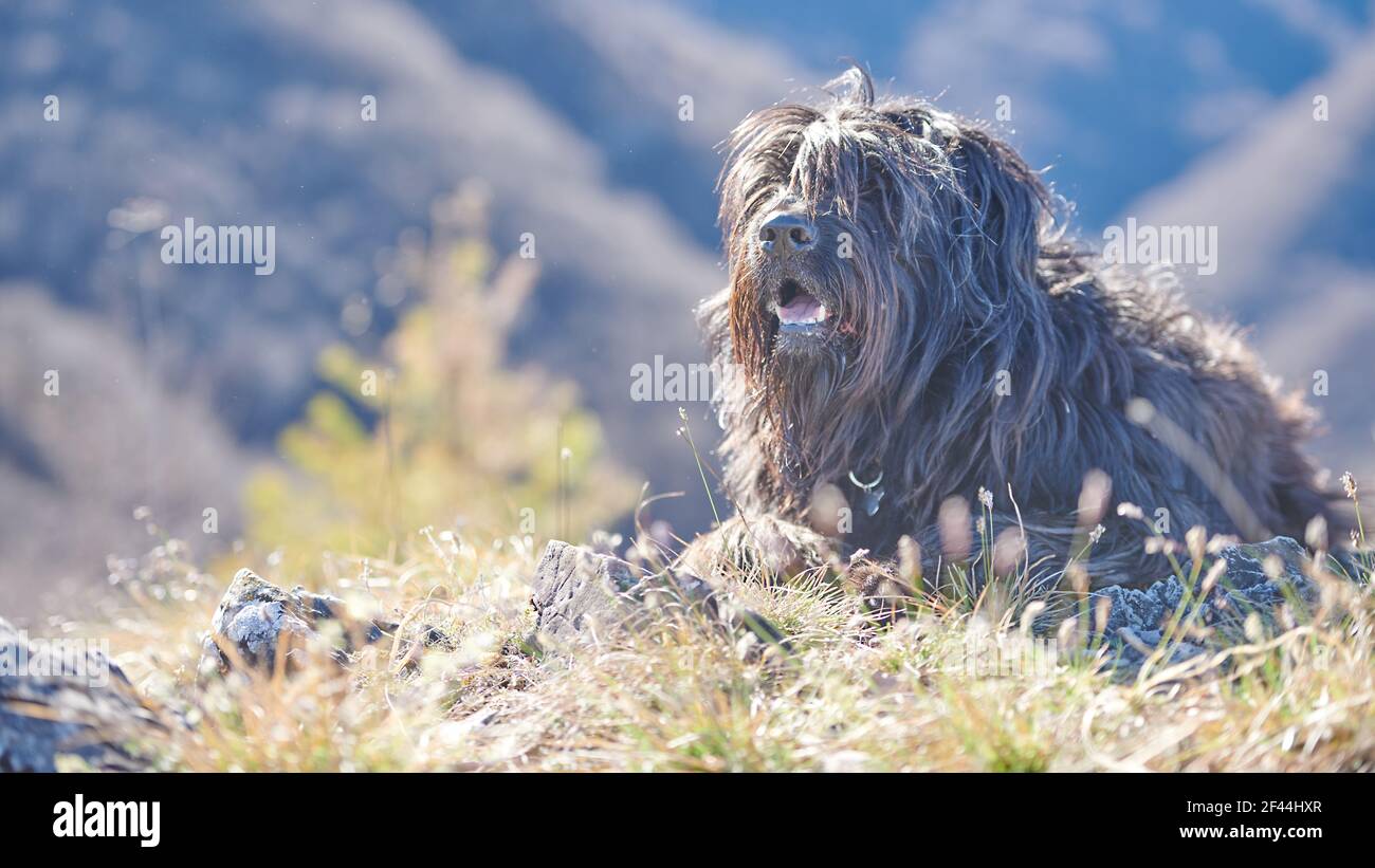 Le berger de Bergamasco regarde son territoire Banque D'Images