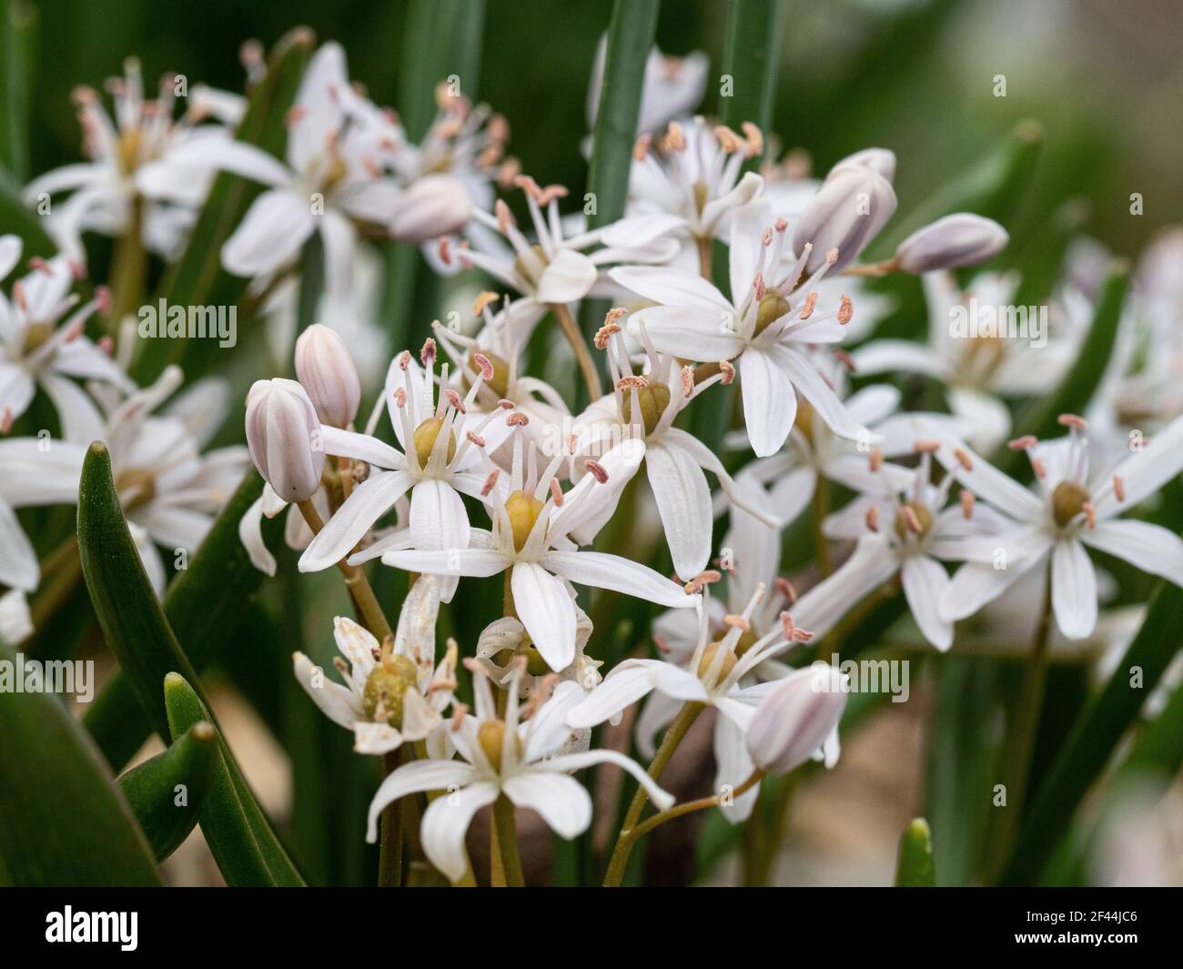 Un gros plan des fleurs roses de Scilla luciliae Banque D'Images