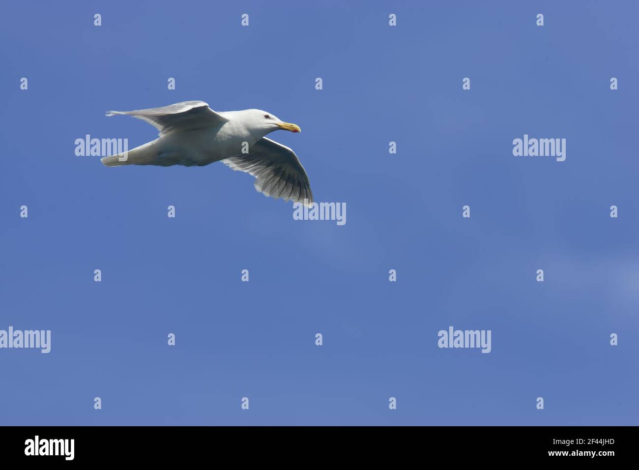 Gull ailé glaucous en vol (Larus glaucescens) Parc national olympique État de Washington, États-Unis BI003426 Banque D'Images