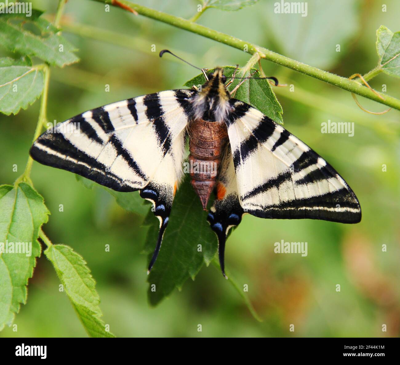 Protographium marcellus, la queue de zébrée, pendant la mariganisation. L'insecte est sur une feuille verte. Banque D'Images