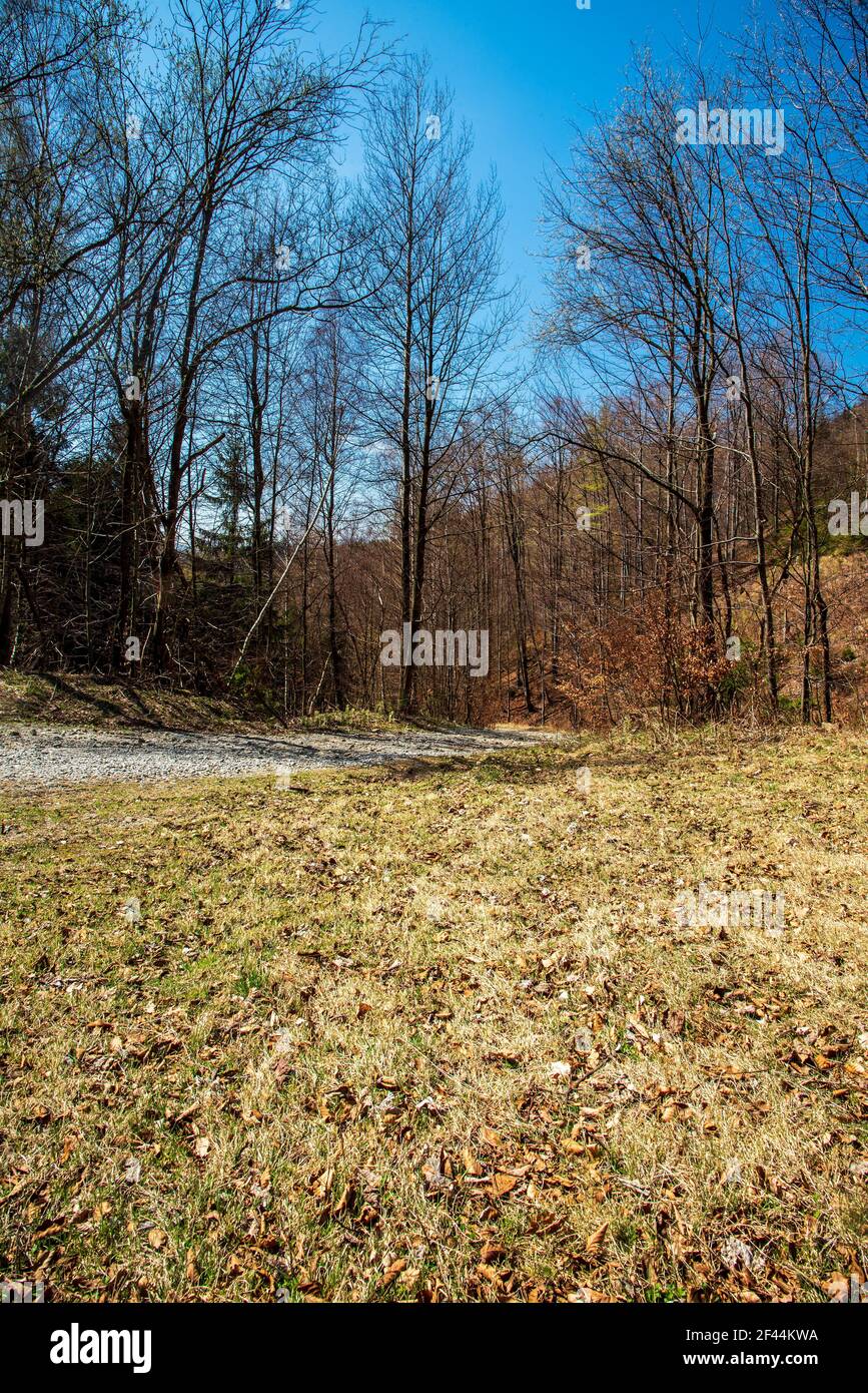 sentier avec des arbres et de l'herbe pendant la journée de début de printemps dans les montagnes avec ciel clair Banque D'Images