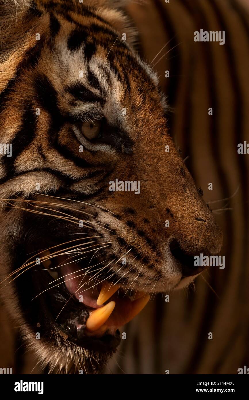 Face du tigre du Bengale royal, parc national de Ranthambore, réserve naturelle, Sawai Madhopur, Rajasthan, Inde, Asie Banque D'Images