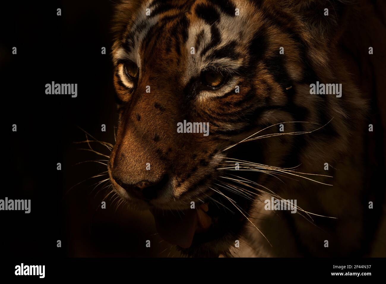 Face du tigre du Bengale royal, parc national de Ranthambore, réserve naturelle, Sawai Madhopur, Rajasthan, Inde, Asie Banque D'Images