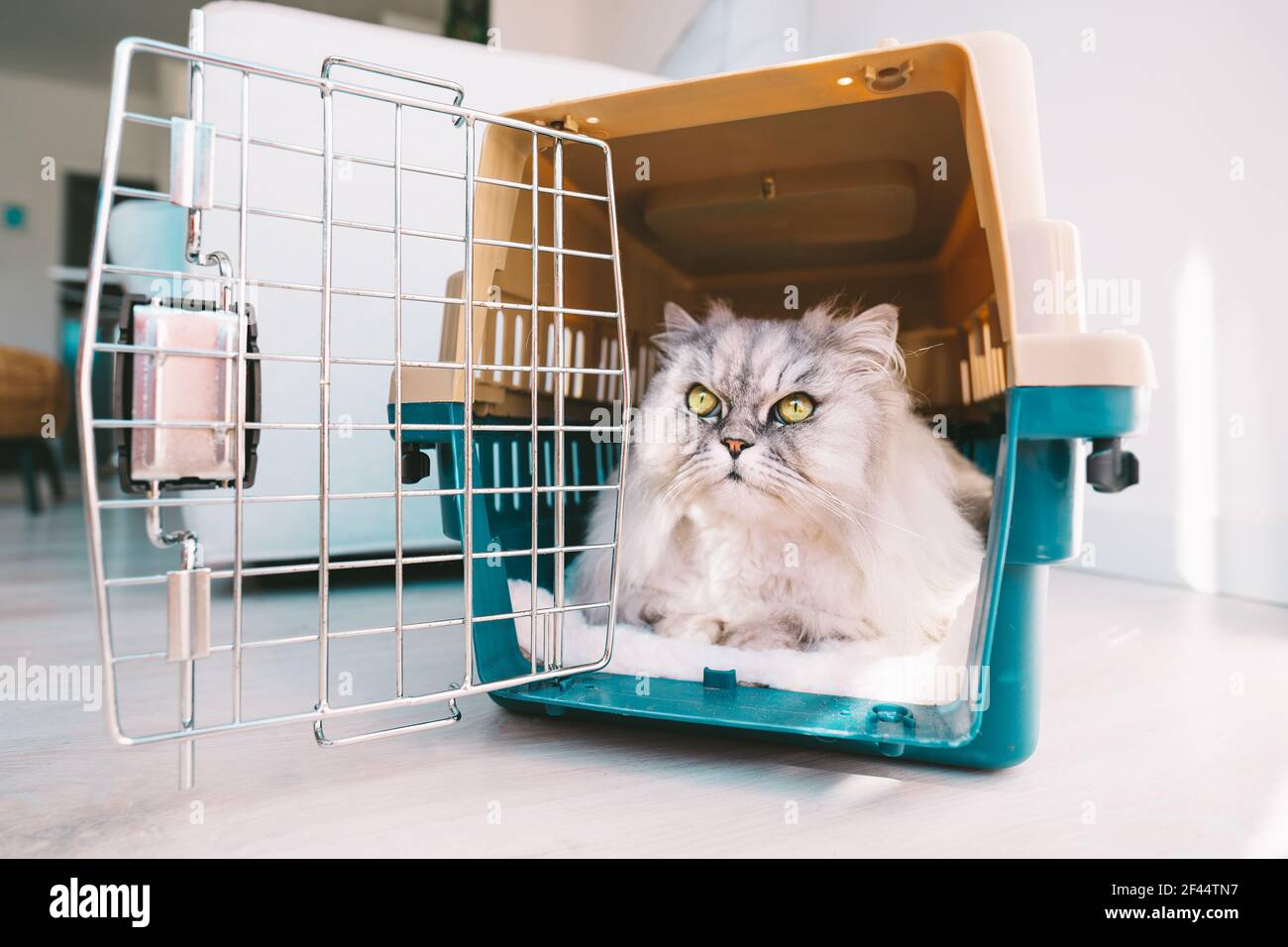 Beau chat persan gris à poil long avec de grands yeux verts à l'intérieur d'un porte-animal en plastique, d'une cage ou d'une boîte de voyage. Transport des animaux. Banque D'Images