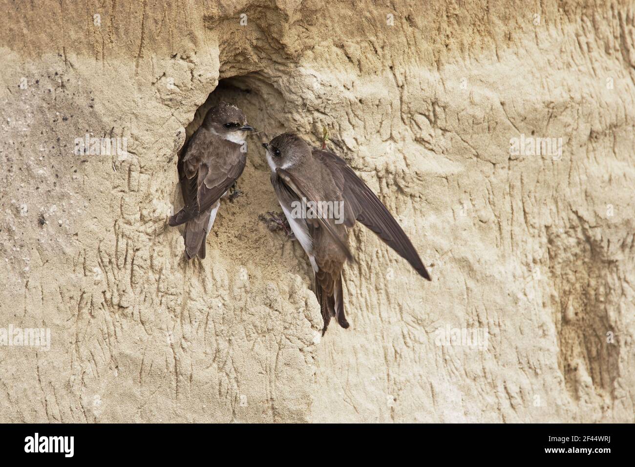 Sand Martin - commence à creuser le trou de nid dans le sable BankRiparia riparia Hongrie BI19808 Banque D'Images