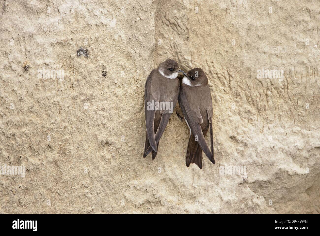 Sand Martin - commence à creuser le trou de nid dans le sable BankRiparia riparia Hongrie BI19820 Banque D'Images