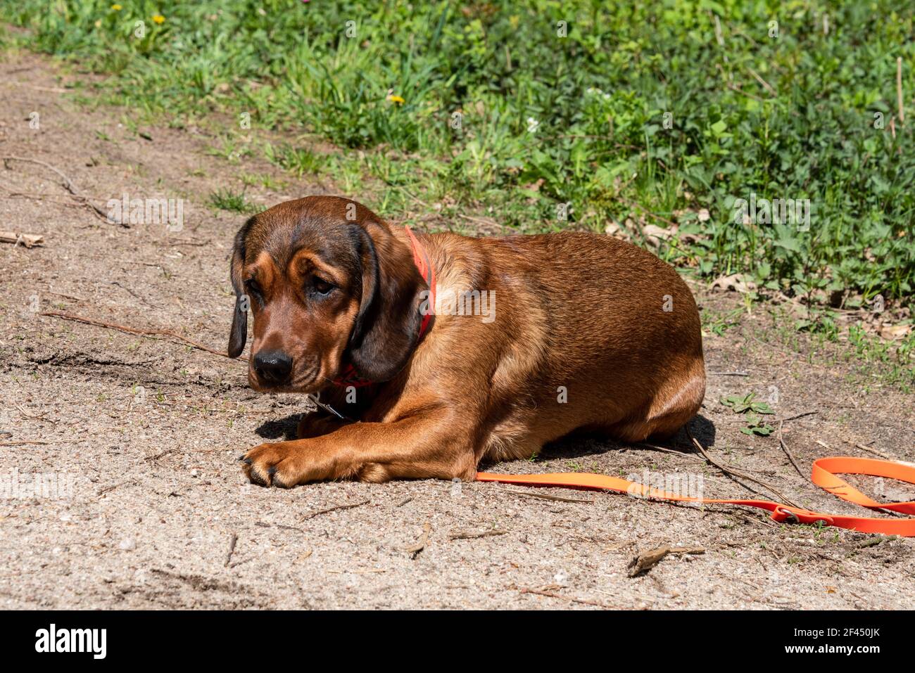 Junger Jagdhund auf seinen Besitzer Wartend Banque D'Images