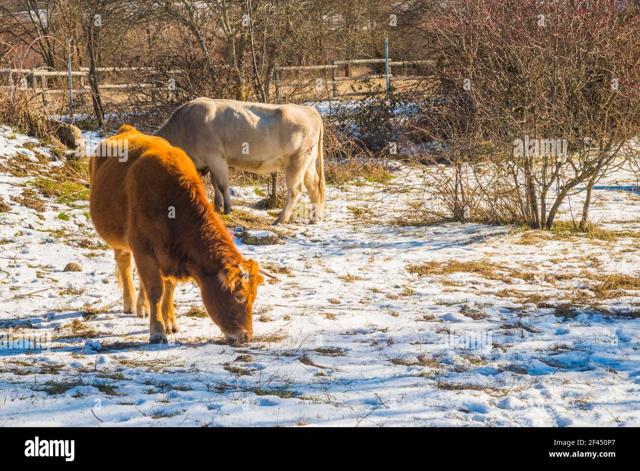 Vaches. Pinilla del Valle, province de Madrid, Espagne. Banque D'Images