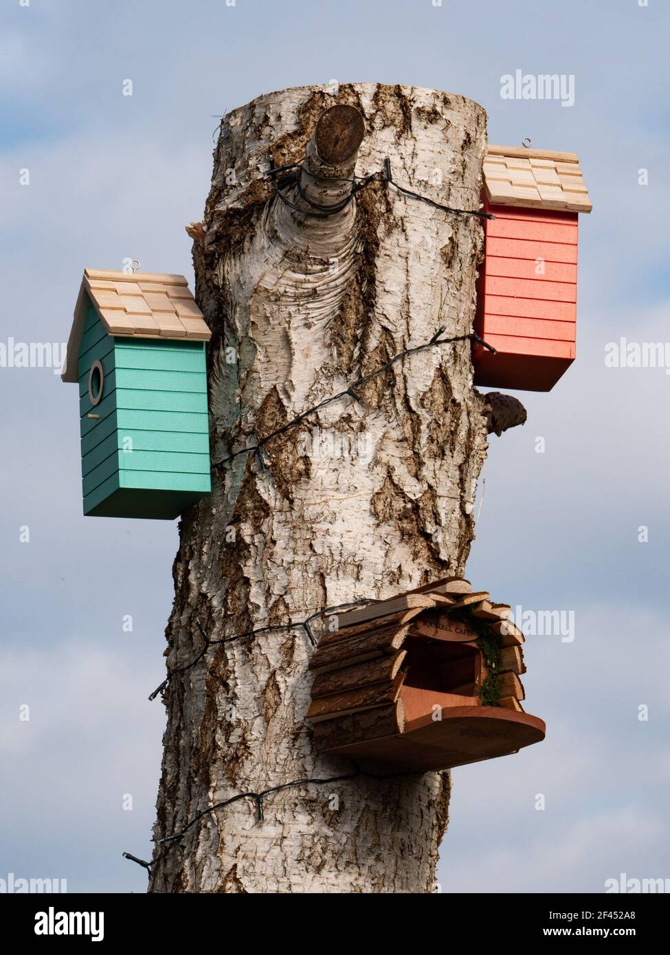 Une variété de boîtes de nid d'oiseau sur une souche de bouleau argenté. Banque D'Images
