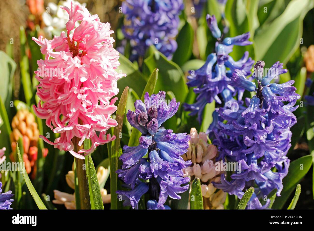 Le jacinthus fleurit avec des gouttelettes. Banque D'Images