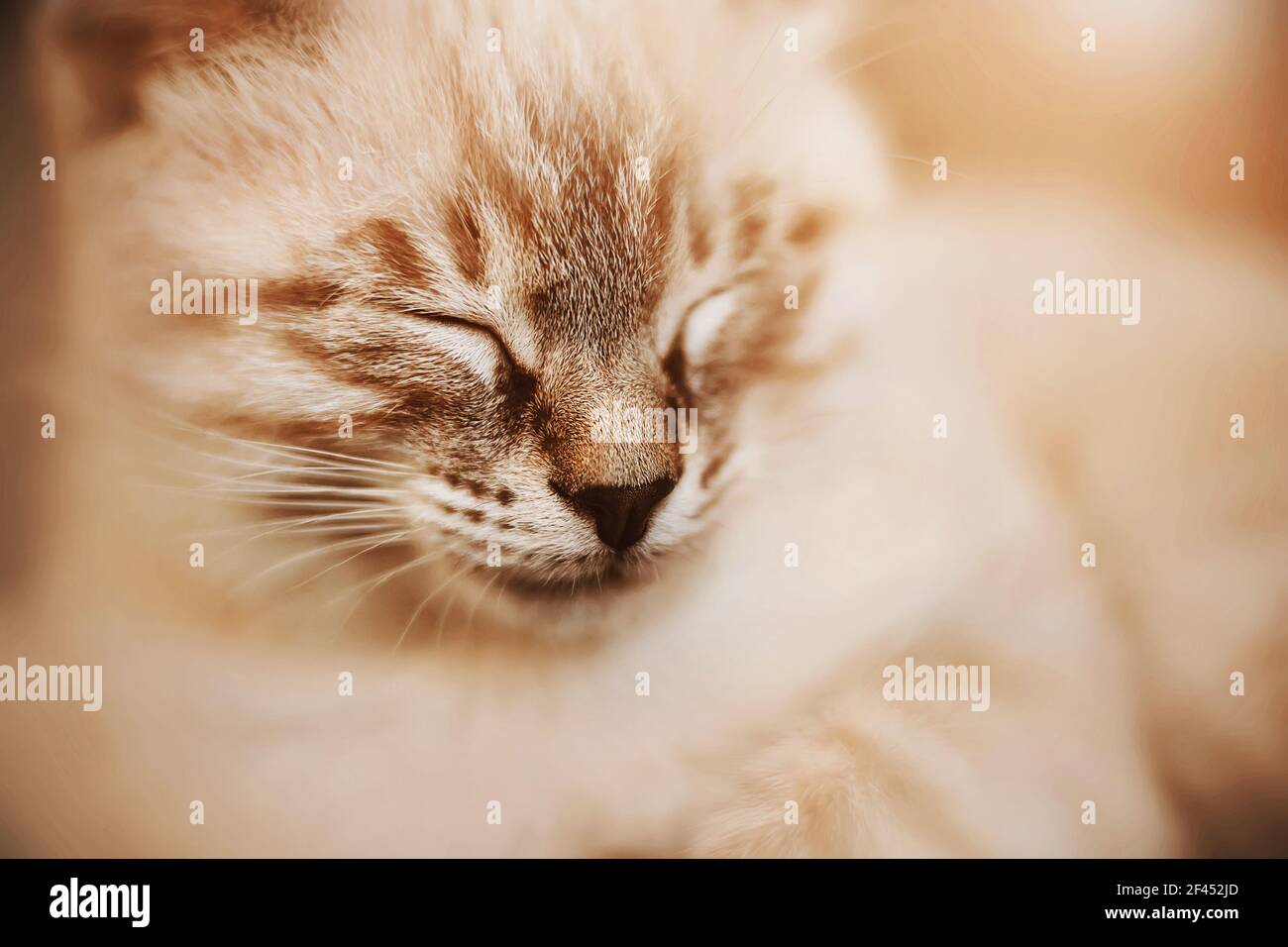 Un Joli Chaton Thailandais Raye Avec Un Nez Noir Est Rapidement Endormi Eclaire Par La Lumiere Du Soleil Chaude Un Animal De Compagnie Photo Stock Alamy