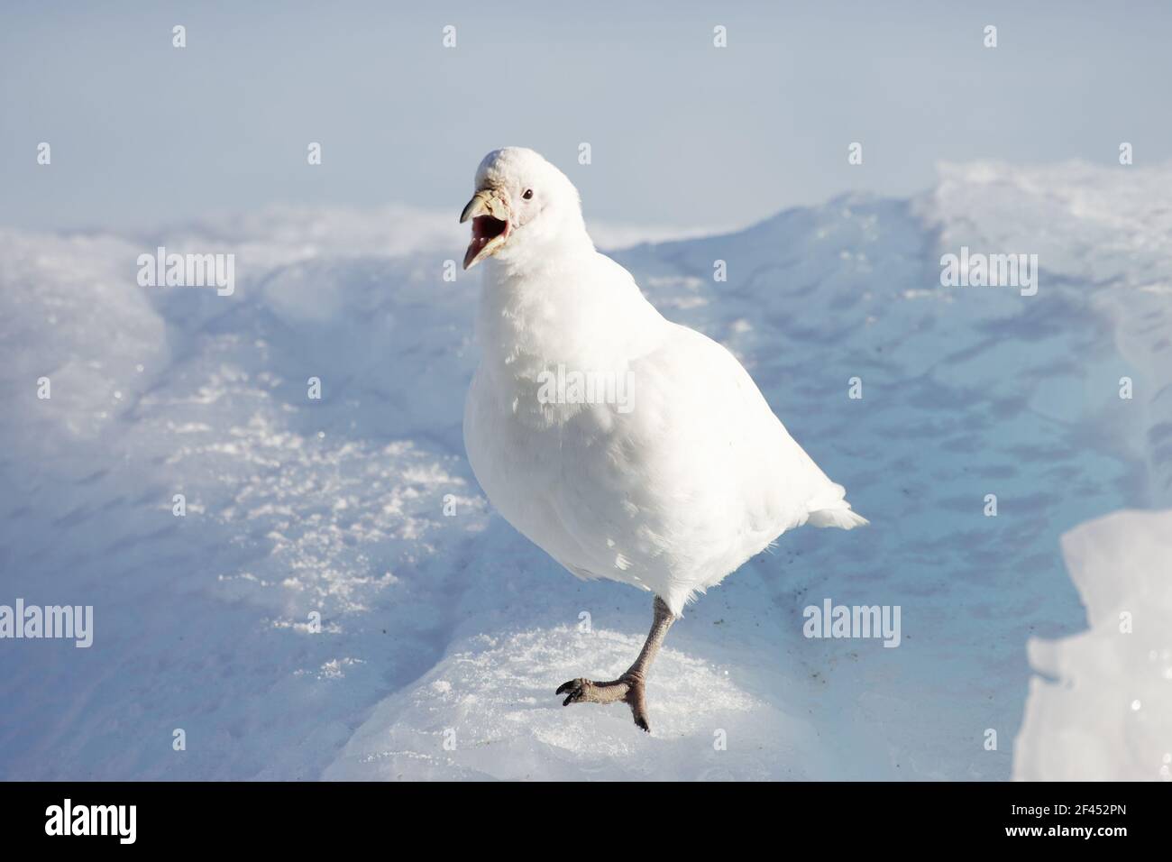 Moucheathbill enneigé - CallingChionis alba Paulette Island Antarctique Penninsulaire BI007457 Banque D'Images