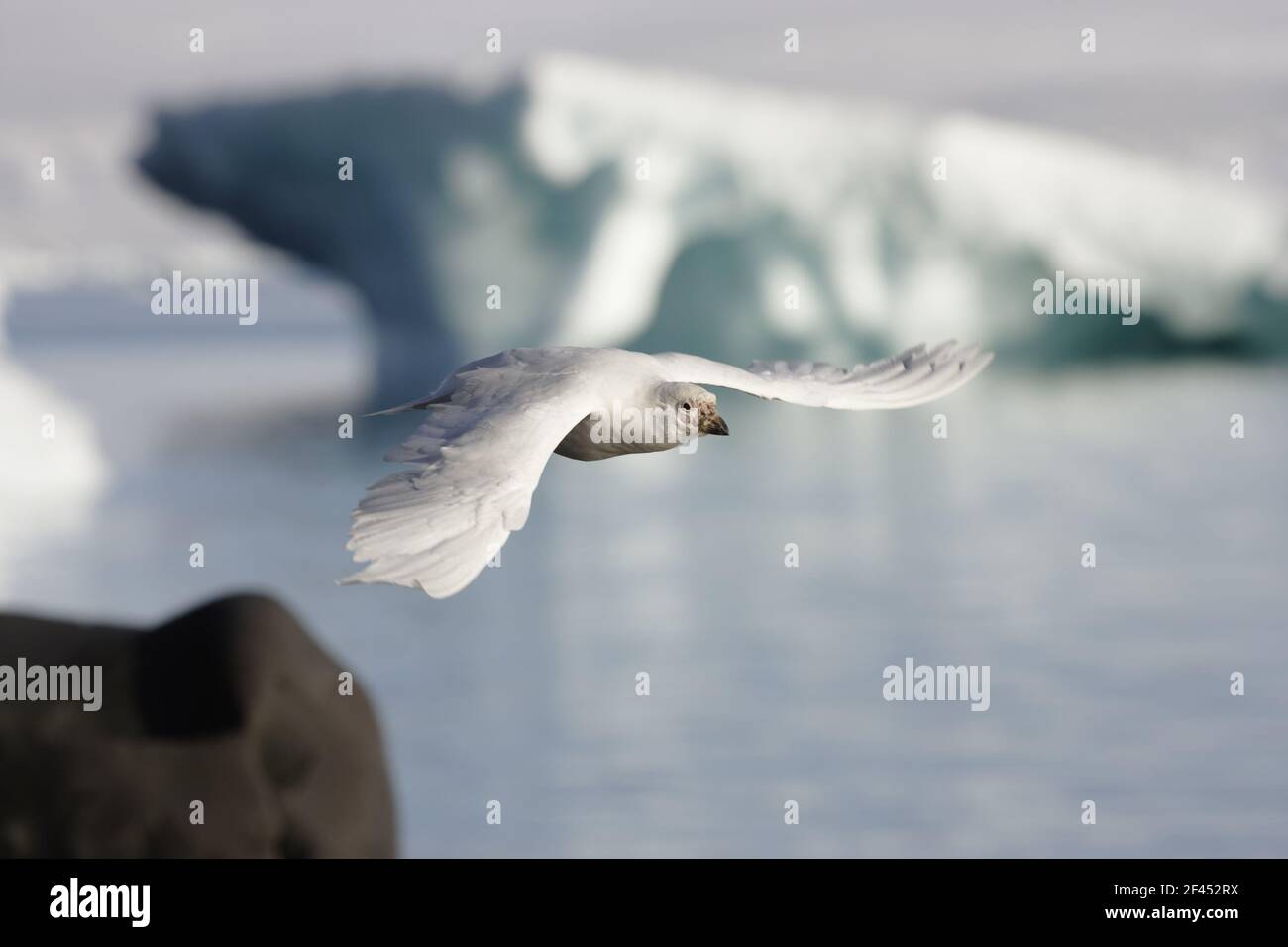 Sheathbill enneigé - en FlightChionis alba Paulette Island Antarctique Penninsulaire BI007460 Banque D'Images