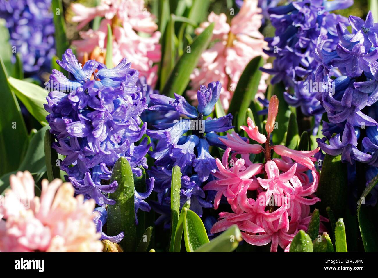 Le jacinthus fleurit avec des gouttelettes. Banque D'Images