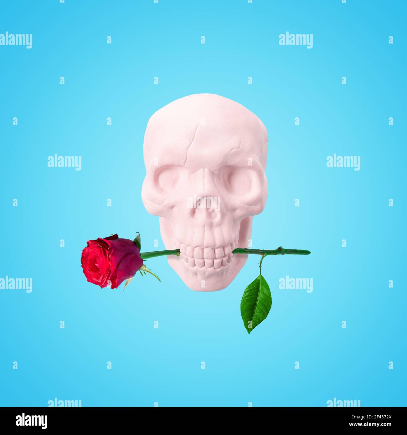 Crâne rose avec fleur rose. Concept d'amour romantique minimal. Arrière-plan de Halloween. Banque D'Images