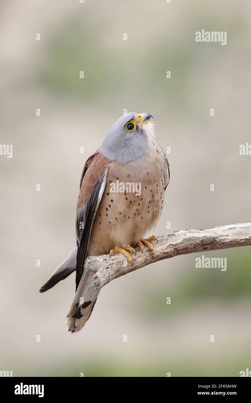 Petit Kestrel - MaleFalco naumanni Extremadura, Espagne BI009449 Banque D'Images
