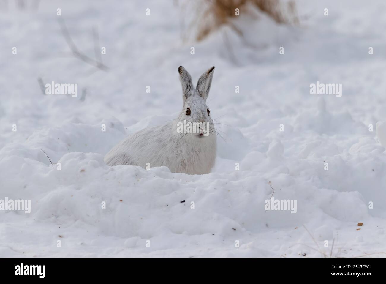 Lièvre d'Amérique blanc (lièvre variable) dans la neige Banque D'Images