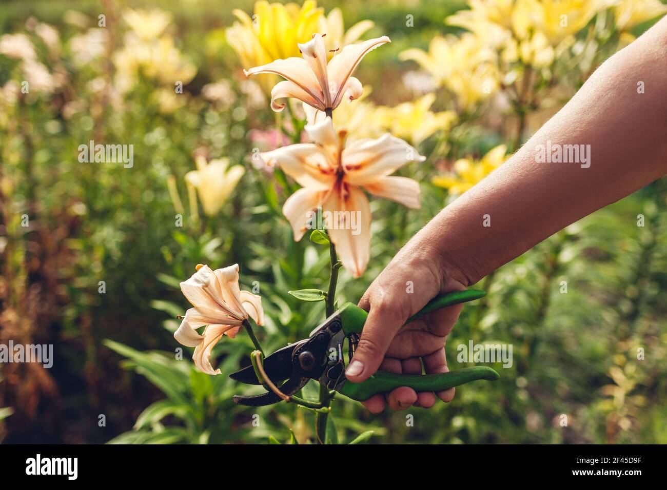 Senior woman gathering fleurs sèches dans le jardin. Coupe jardinier d'âge moyen jaune on off avec émondeur. Concept de jardinage Banque D'Images