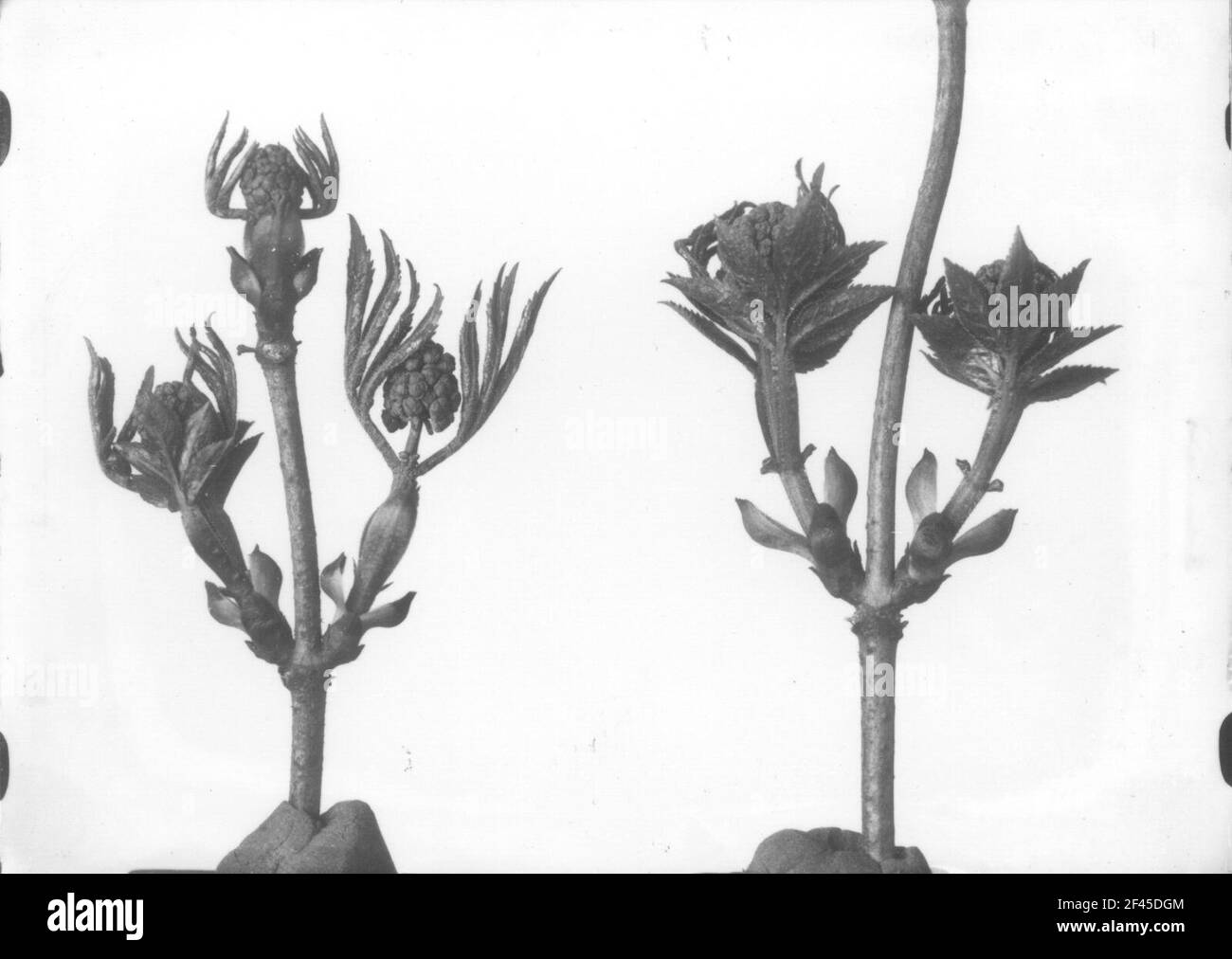 Fermeture d'image en préparation récolte de raisin (Sambucus racemosa), boutons de fleurs Banque D'Images