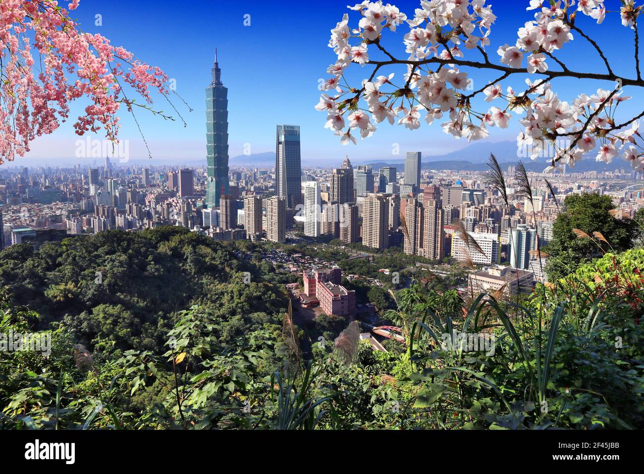 Printemps à Taipei. Le printemps, les cerisiers fleurissent dans la ville de Taipei, à Taïwan. Banque D'Images