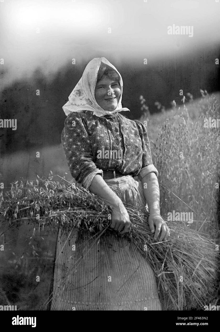 Bäuerein dans la récolte d'avoine Banque D'Images