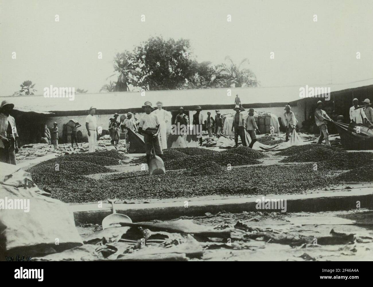 Puerto Cabello, Venezuela. Séchage de cacao sur une ferme Banque D'Images
