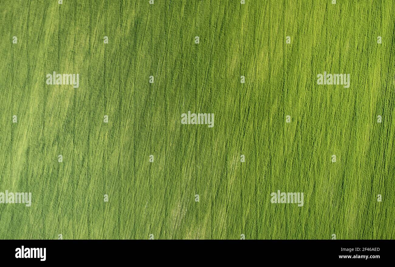 Fond de texture de champ d'herbe verte au-dessus de la vue de dessus de drone Banque D'Images Fond de texture de champ d'herbe verte au-dessus de la vue de dessus de drone Banque D'Images
