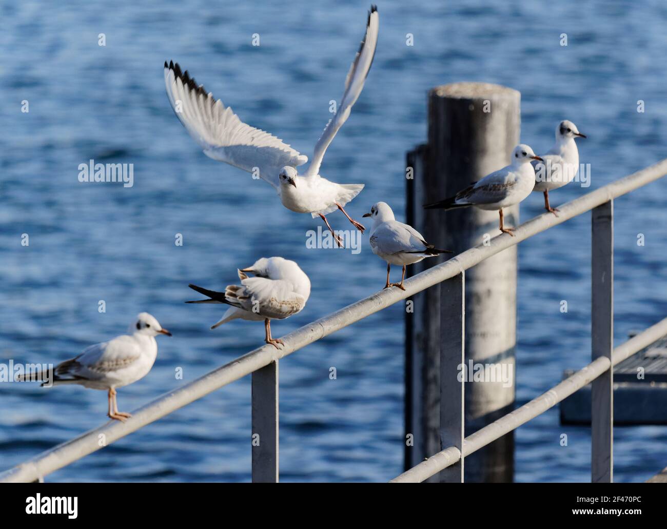 beaucoup de mouettes assis sur une rambarde, un oiseau volant avec de larges ailes, la mise au point de la caméra fortement concentrée sur le centre de l'image, par d Banque D'Images beaucoup de mouettes assis sur une rambarde, un oiseau volant avec de larges ailes, la mise au point de la caméra fortement concentrée sur le centre de l'image, par d Banque D'Images