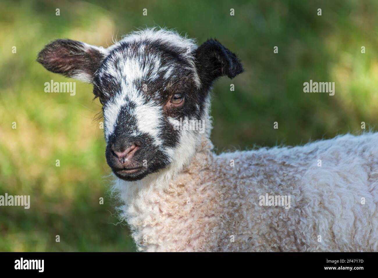 Les Jeunes agneaux de printemps sur une ferme près du village de Allendale, Northumberland, England Banque D'Images