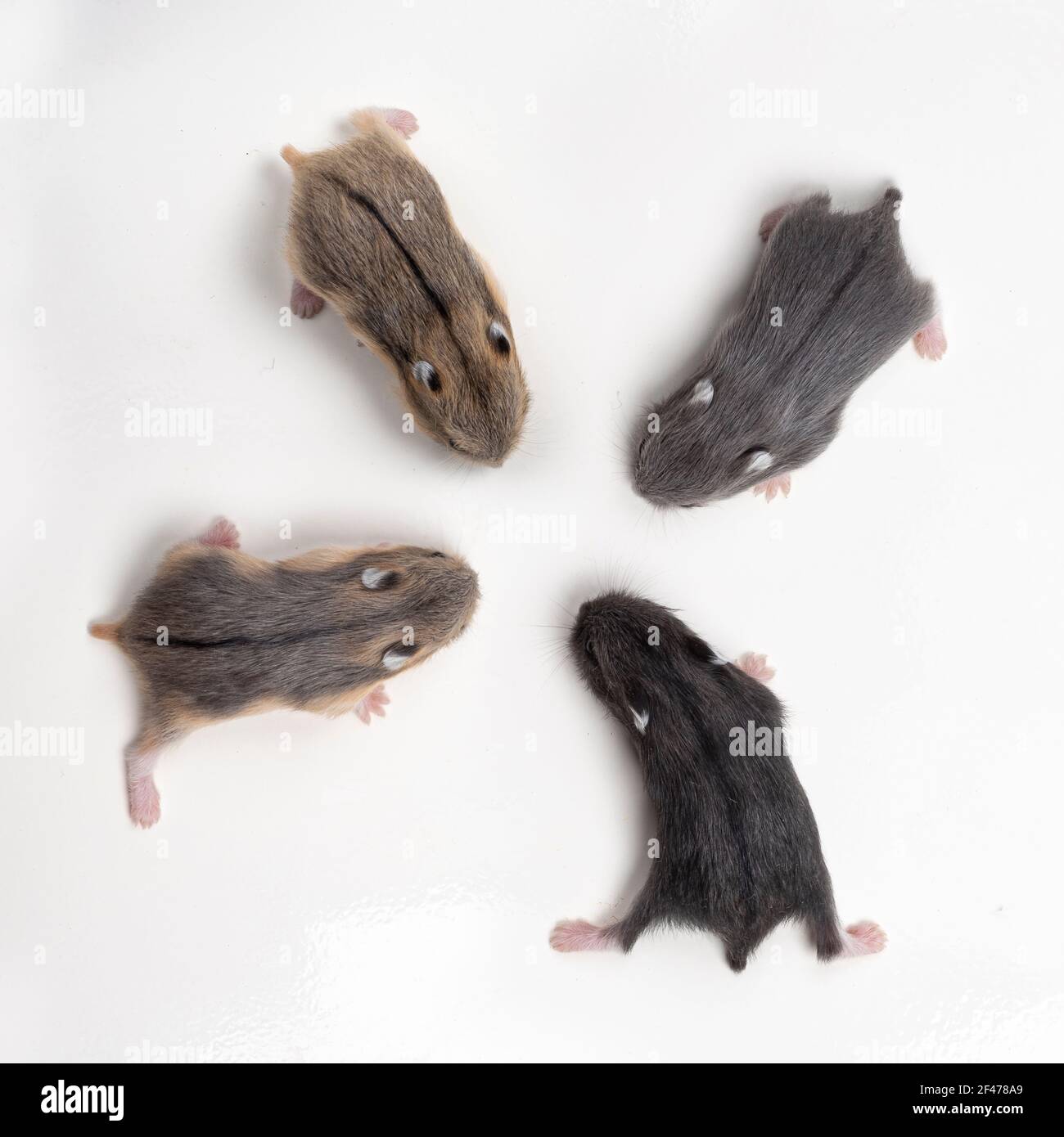 Vue de dessus des hamsters bébé dans quatre couleurs différentes. Isolé sur un fond blanc. Banque D'Images