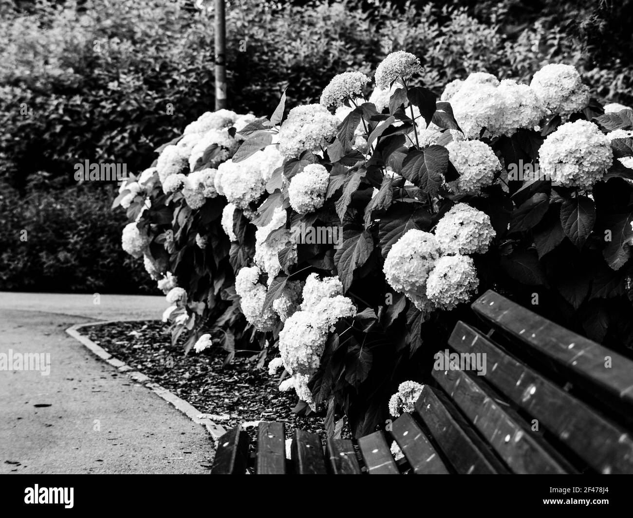 Hortensia arborescens blanc en fleurs, communément connu sous le nom d'hortensia lisse, hortensia sauvage dans un jardin. Gros plan sur les fleurs d'hortensia blanches Banque D'Images