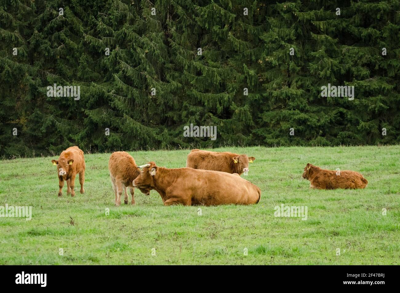 Bétail domestique, vaches (Bos Taurus) bétail dans un pâturage dans la campagne rurale de Westerwald, Rhénanie-Palatinat, Allemagne, Europe Banque D'Images