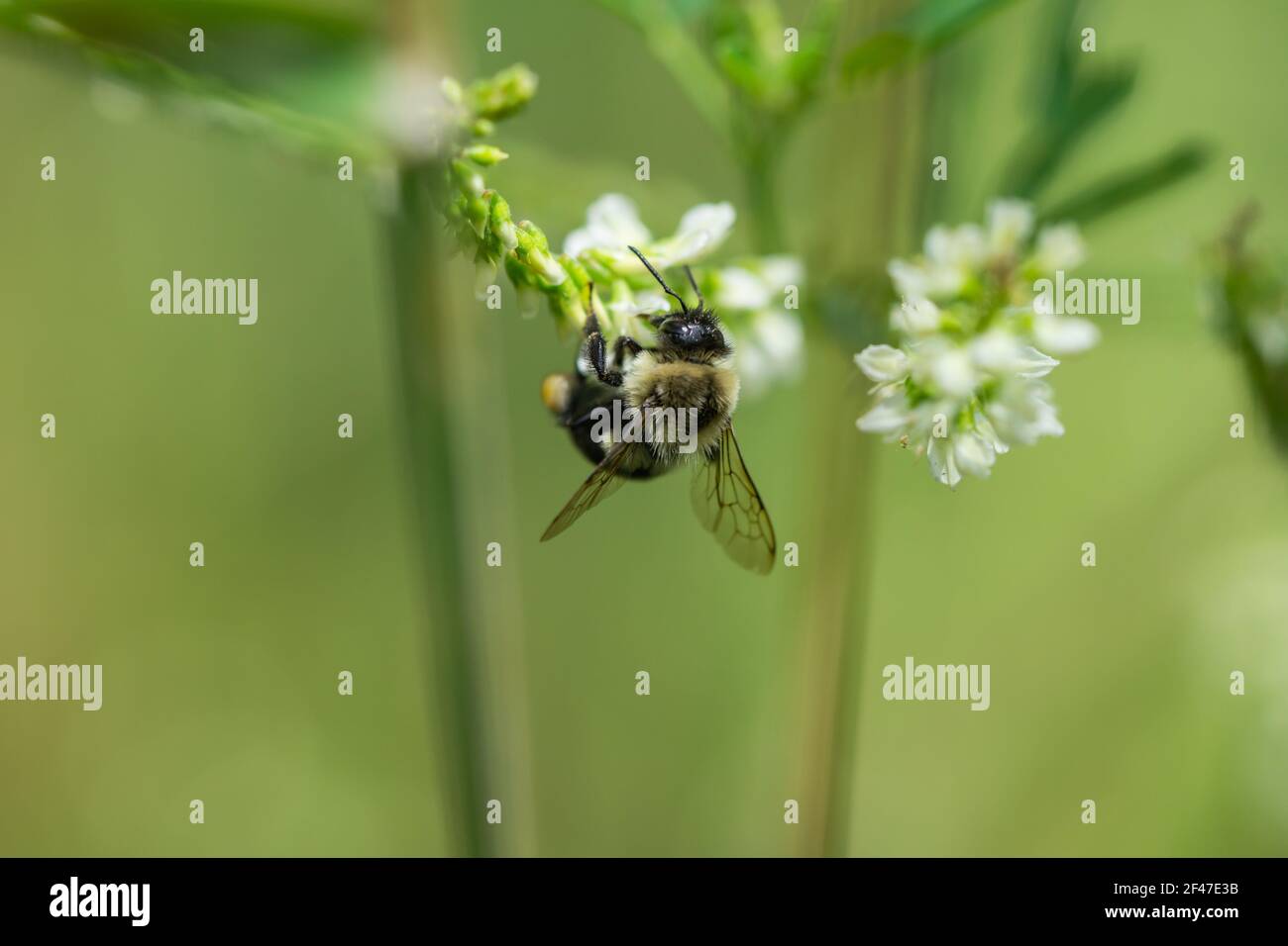 Bumblebee sur fleurs de veau blanches Banque D'Images