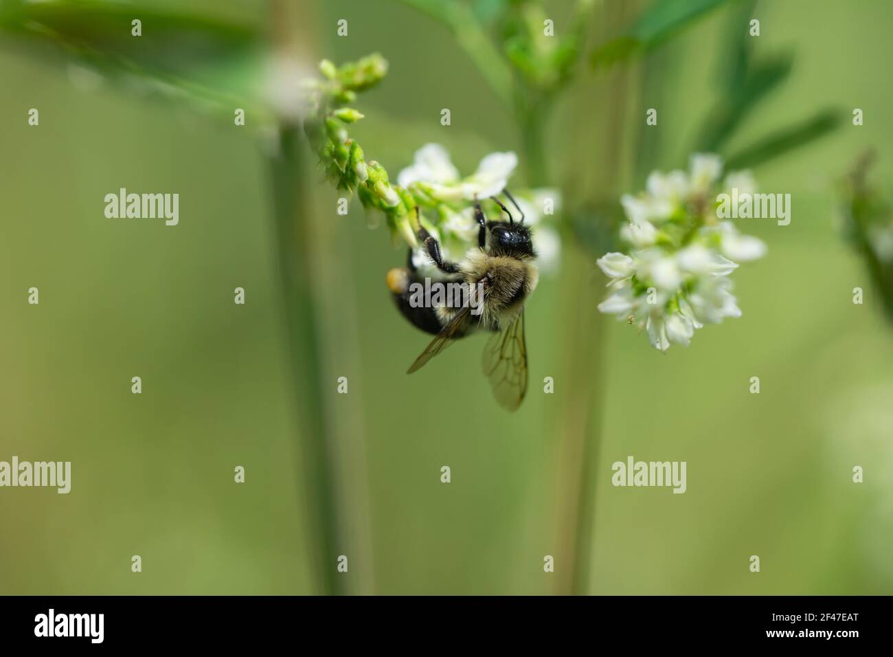 Bumblebee sur fleurs de veau blanches Banque D'Images