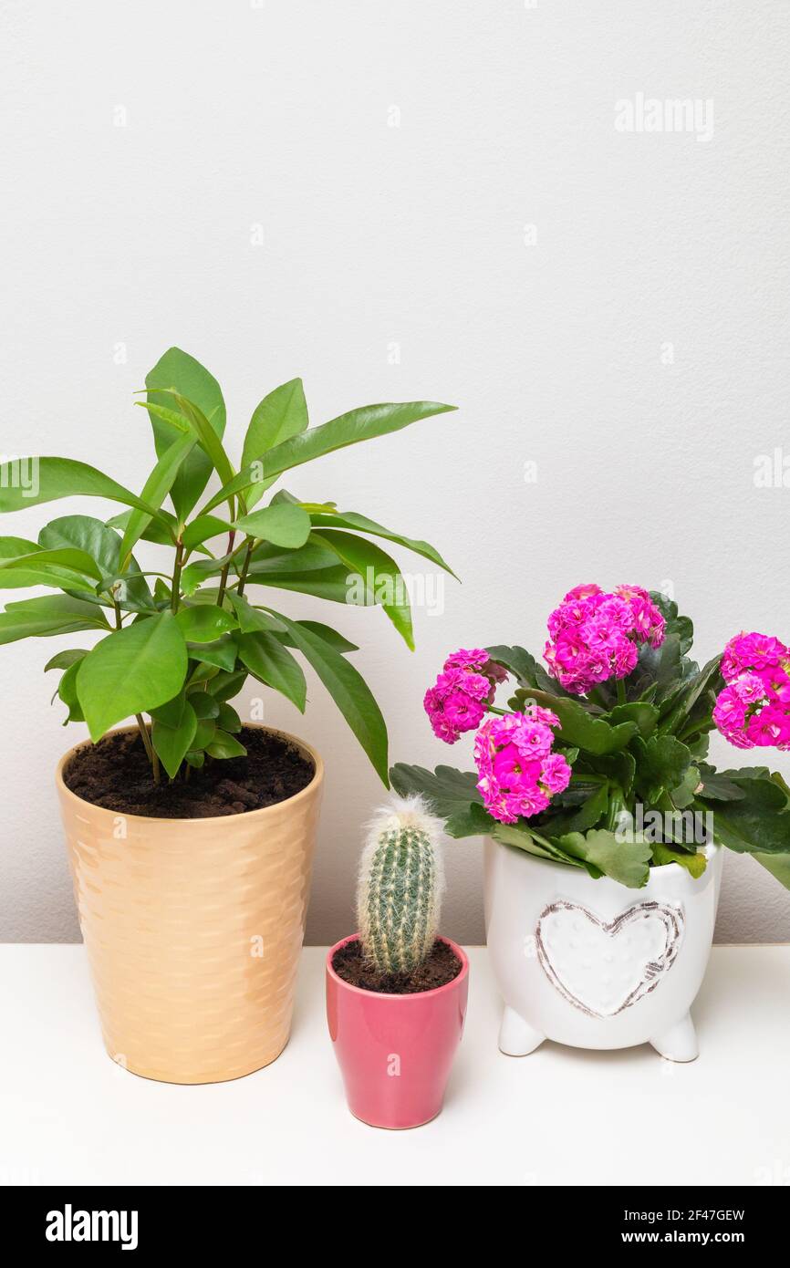 Différentes plantes de fleur dans des pots sur la tablette contre blanc mur Banque D'Images