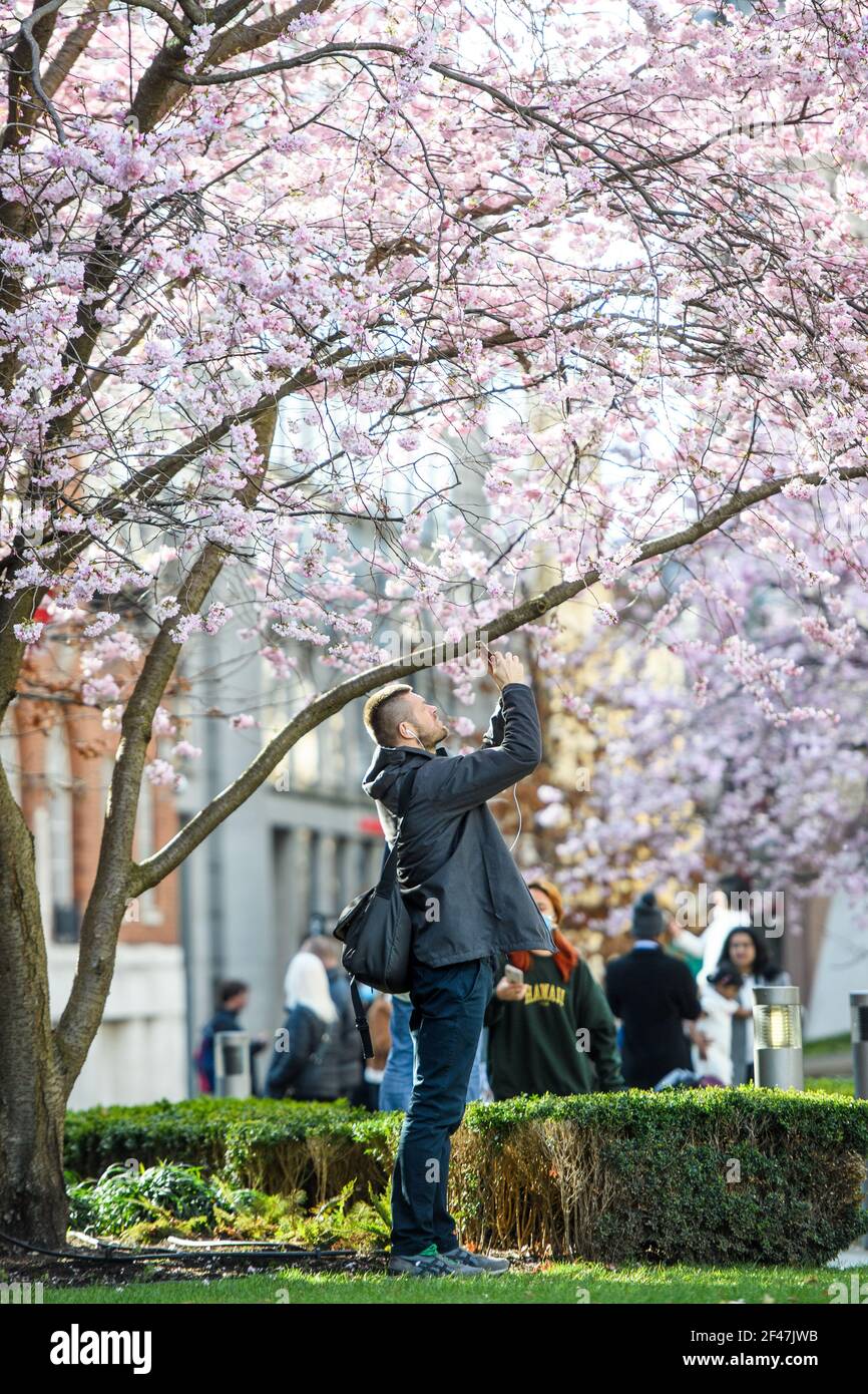 Londres, Royaume-Uni. 19 mars 2021. Les gens posent pour des photos devant des arbres en fleurs, en face de la cathédrale Saint-Paul à Londres. Date de la photo : vendredi 19 mars 2021. Crédit photo devrait lire crédit: Matt Crossick/Alamy Live News Banque D'Images