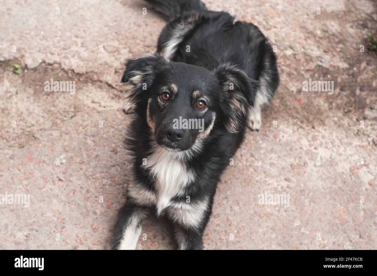 chien noir et blanc sans abri assis sur la chaussée Banque D'Images