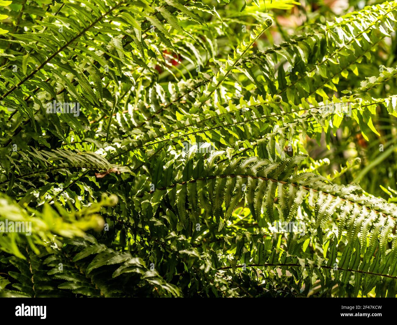 Macro photo de pétales de fougères vertes. La plante de photos de la poupe s'est épanouie. Fougère sur fond de plantes vertes. Banque D'Images
